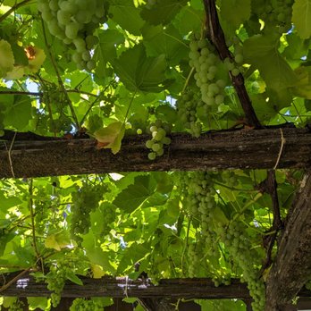 Husch Vineyards - Love how they created shade with the vines and grapes. - Wineries Near Me - Philo, California Husch Vineyards - Love how they created shade with the vines and grapes. - Wineries Near Me - Philo, California