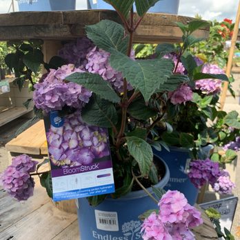 Menards - Beautiful hydrangea - Hardware Stores Near Me - Celina, Ohio