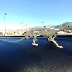 Walgreens - My mini dino