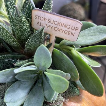 Classy Cactus Farm - Medium succulent - Nurseries & Gardening Near Me - Murfreesboro, Tennessee Classy Cactus Farm - Medium succulent - Nurseries & Gardening Near Me - Murfreesboro, Tennessee