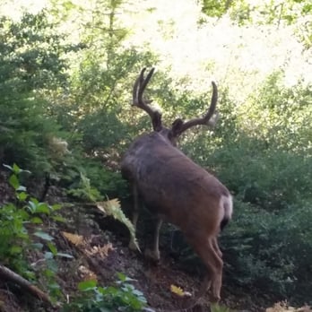 Crescent Meadow and Tharp's Log - Oh deer! - Hiking Near Me - Sequoia National Park, California Crescent Meadow and Tharp's Log - Oh deer! - Hiking Near Me - Sequoia National Park, California