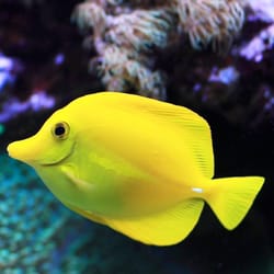 Fish Tank Services