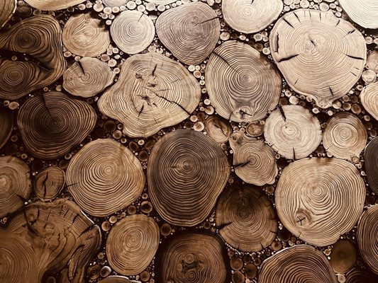 Populus by null Populus by null