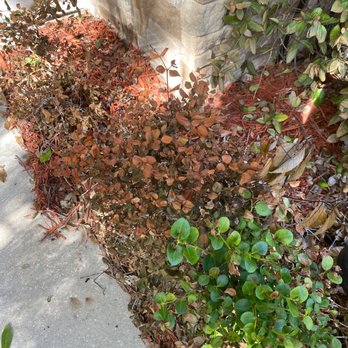 Peter's Pressure Washing - Dead shrub - Pressure Washers Near Me - Valrico, Florida