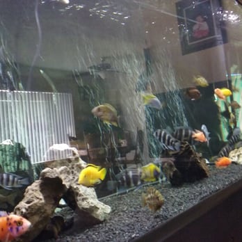 405 Tropical Fish - 90 % of these fish I bought here. - Local Fish Stores Near Me - Westminster, California 405 Tropical Fish - 90 % of these fish I bought here. - Local Fish Stores Near Me - Westminster, California