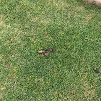 Sammy’s Pooper Scooper - Pet Waste Removal Near Me Sammy’s Pooper Scooper - Pet Waste Removal Near Me
