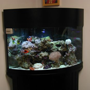 Aquarium Network - 90 gallon reef tank in Plainview NY - Aquarium Services Near Me - Bellmore, New York Aquarium Network - 90 gallon reef tank in Plainview NY - Aquarium Services Near Me - Bellmore, New York