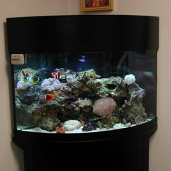 Aquarium Network - 90 gallon reef tank in Plainview NY