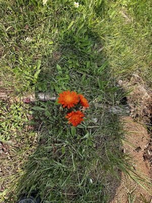 Lutsen Mountains by null