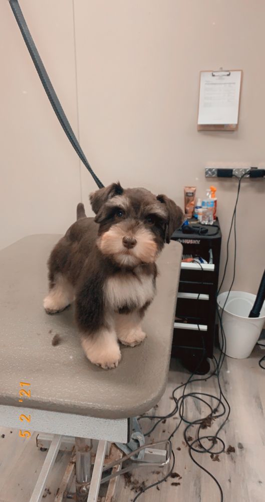 PRETTY PAWS MOBILE PET GROOMING Updated October 2024 15 Photos