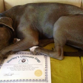 Hurley's Ultimate Dogs - Sheena.
Ultimate Polite Pooch. - Pet Training Near Me Hurley's Ultimate Dogs - Sheena.
Ultimate Polite Pooch. - Pet Training Near Me