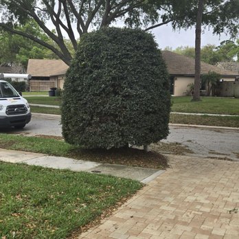 Hudson Family Tree Care - I asked to trim....it was shaped like a Christmas tree, and lower. He obviously lowered it. Also took a piece out of my mailbox. - Tree Services Near Me Hudson Family Tree Care - I asked to trim....it was shaped like a Christmas tree, and lower. He obviously lowered it. Also took a piece out of my mailbox. - Tree Services Near Me