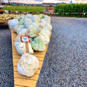 Stocker Farms - Christmas Trees Near Me - Snohomish, Washington