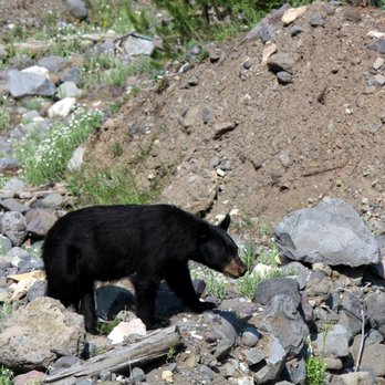 Yellowstone Safari Company - We got lucky and saw this black bear up close as it crossed a stream bed - Walking Tours Near Me Yellowstone Safari Company - We got lucky and saw this black bear up close as it crossed a stream bed - Walking Tours Near Me