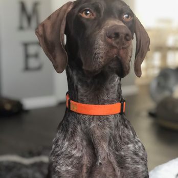 Fuji Restaurant - a dog with an orange collar - Sushi Bars Near Me - Big Bear Lake, California