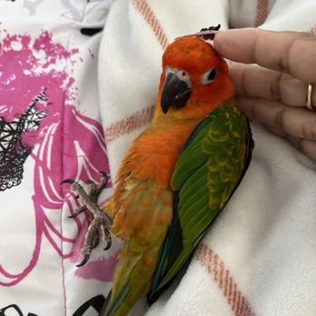 BubaPet - Pet Store - He's so funny n playful. Needs a lot of attention and's teaching. - Pet Stores Near Me - Miami, Florida