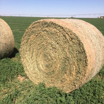 Shorty's Rental and Feed - Alfalfa Hay - Nurseries & Gardening Near Me - Midland, Texas