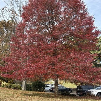 Sky Meadows State Park - Beautiful tree next to parking - Parks Near Me - Delaplane, Virginia