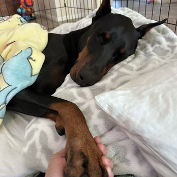 Surgipet - Surgery Center for Pets - After TPLO procedure. - Veterinarians Near Me - Carlsbad, California Surgipet - Surgery Center for Pets - After TPLO procedure. - Veterinarians Near Me - Carlsbad, California