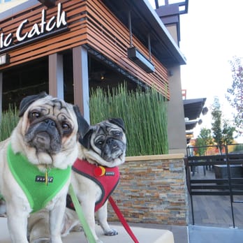 Pacific Catch - Dog friendly! - Seafood Near Me - Mountain View, California Pacific Catch - Dog friendly! - Seafood Near Me - Mountain View, California