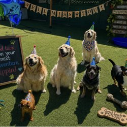 Big Valley Pet Resort - Pippin's going away party