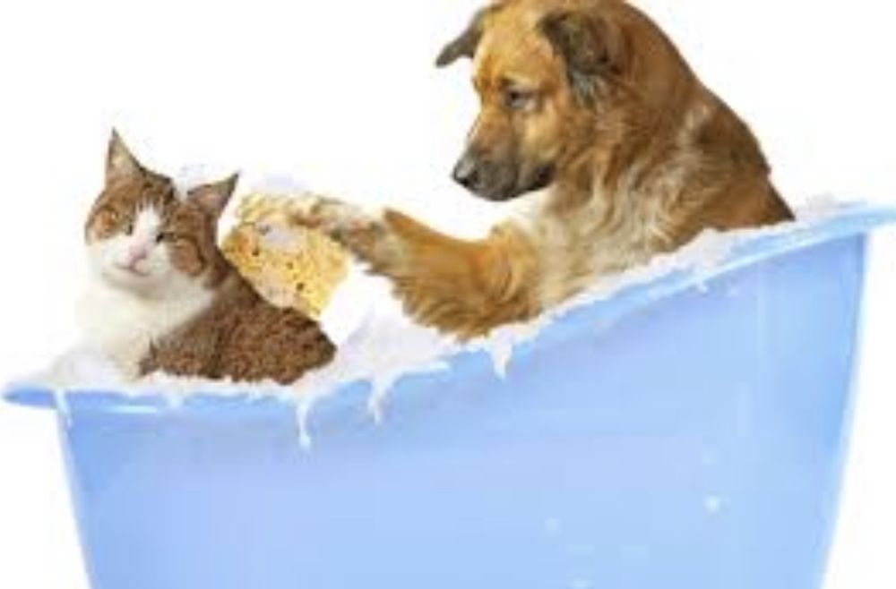 YOUR DIRTY GROOMS Shawnee, Oklahoma Pet Groomers Phone Number Yelp