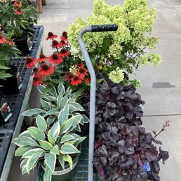 Hostas, Hydrangea, Echinacea, Heucher.