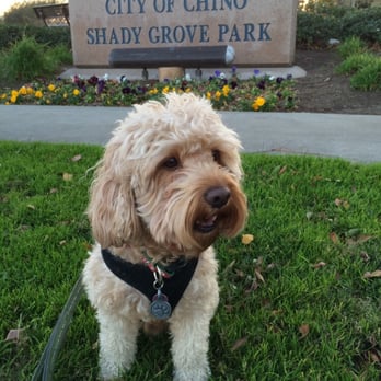 Shady Grove Park - Honeybear and I are on our first walk of 2015 to start the new year :) - Parks Near Me - Chino, California Shady Grove Park - Honeybear and I are on our first walk of 2015 to start the new year :) - Parks Near Me - Chino, California