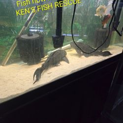 Kens Fish Rescue - Fish now happy at KEN'S FISH RESCUE