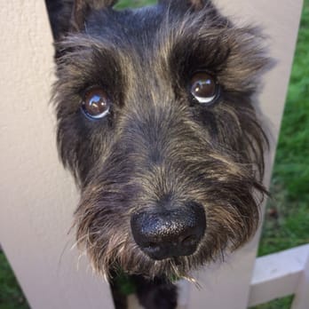 k9champ Mobile Grooming - Sabrina is looking for Travis - Pet Groomers Near Me