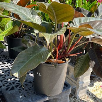 Vazquez Landscaping Services - Tree Services Near Me - Doral, Florida Vazquez Landscaping Services - Tree Services Near Me - Doral, Florida