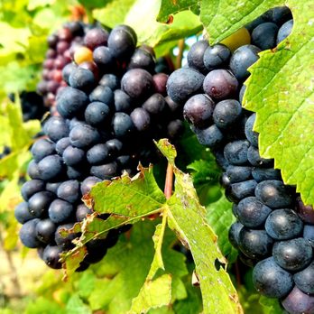 M Cellars - Wine Tours Near Me - Geneva, Ohio
