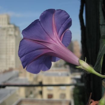 All Decked Out - Rooftop Gardens - Decks & Railing Near Me - New York, New York