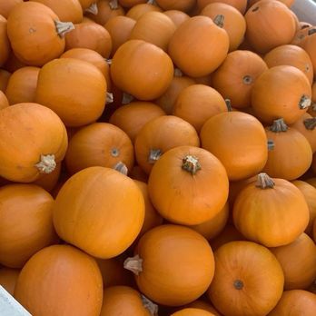 Boa Vista Orchards - Punkins! - Fruits & Veggies Near Me - Placerville, California Boa Vista Orchards - Punkins! - Fruits & Veggies Near Me - Placerville, California