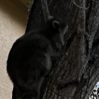 Quantum Lake Villas - Racoon in the tree head level waiting for the buffet at the trash to open at Quantum Lakes Villas (Olen Living) - Apartments Near Me - Boynton Beach, Florida