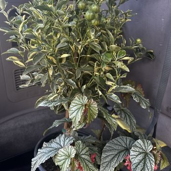 Hollandutch Nursery - Variegated calamansi and angel wings - Nurseries & Gardening Near Me - Lodi, California Hollandutch Nursery - Variegated calamansi and angel wings - Nurseries & Gardening Near Me - Lodi, California