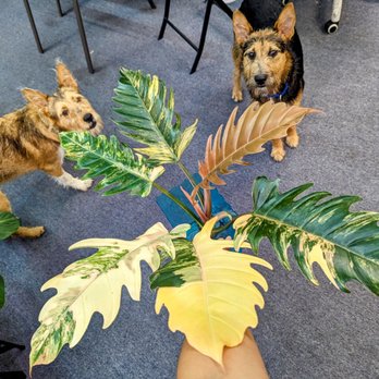 Variegated Ventures - Nurseries & Gardening Near Me - Clarksville, Tennessee