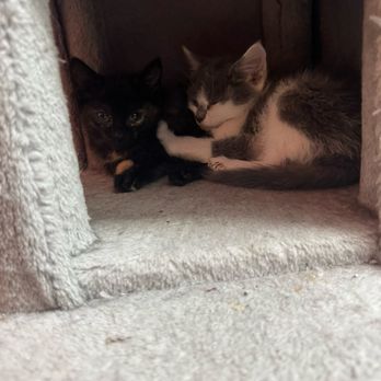 The Purrfect Pour Cat Cafe - sleepy kitties - Themed Cafes Near Me - Lincolnton, North Carolina
