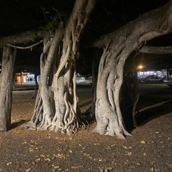 Lahaina Banyan Court Park