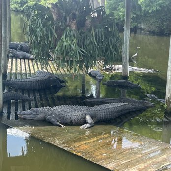 Gatorland - Zoos Near Me - Orlando, Florida Gatorland - Zoos Near Me - Orlando, Florida