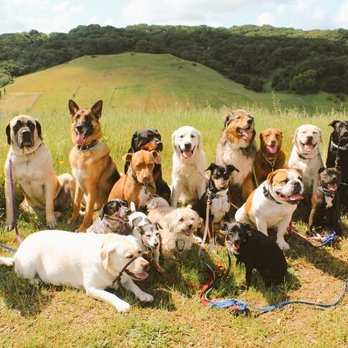 Bark N Barrel - Joyful. - Dog Walkers Near Me Bark N Barrel - Joyful. - Dog Walkers Near Me