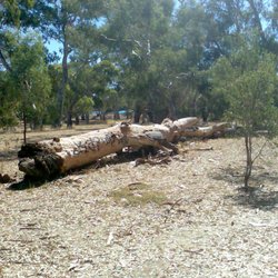 Happy Home Reserve - Fallen Log