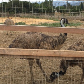 Ostrichland USA - A pair of emus. - Attraction Farms Near Me - Solvang, California
