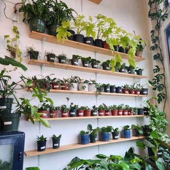 Plant Shoppe - Nurseries & Gardening Near Me - San Antonio, Texas Plant Shoppe - Nurseries & Gardening Near Me - San Antonio, Texas