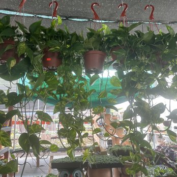 11:1 Succulent Nursery - Beautiful pothos - Nurseries & Gardening Near Me - Whittier, California 11:1 Succulent Nursery - Beautiful pothos - Nurseries & Gardening Near Me - Whittier, California
