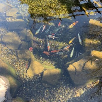 High Hand Cafe - Beautiful koi pond - New American Near Me - Loomis, California