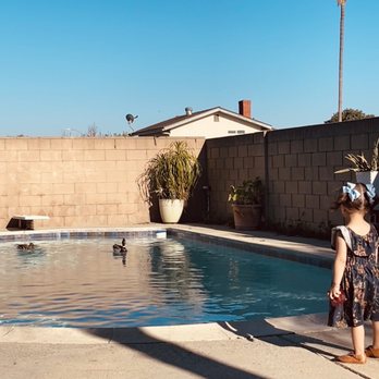 Pool Drip Fix - Even ducks enjoyed the pool - Pool & Hot Tub Service Near Me - San Bernardino, California Pool Drip Fix - Even ducks enjoyed the pool - Pool & Hot Tub Service Near Me - San Bernardino, California