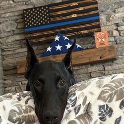 K9 Development