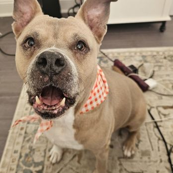 Kennedy’s Pet Services - A Happy pup. - Pet Groomers Near Me - Houston, Texas Kennedy’s Pet Services - A Happy pup. - Pet Groomers Near Me - Houston, Texas