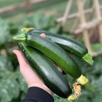 High Country Gardens - Zucchini harvest - Gardeners Near Me High Country Gardens - Zucchini harvest - Gardeners Near Me